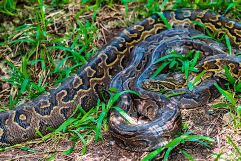Image result for Python for Data Science Freecodecamp
