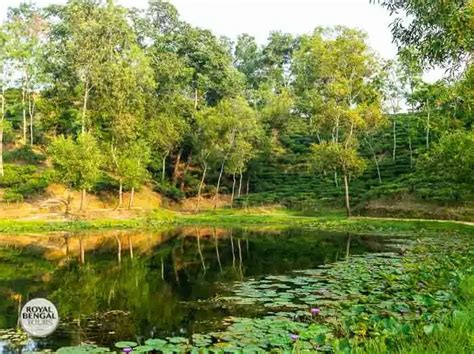 Madhabpur Tea Estate 3