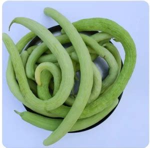 Optima Long Cucumber Seeds Seed Price in India - Buy Optima Long ...