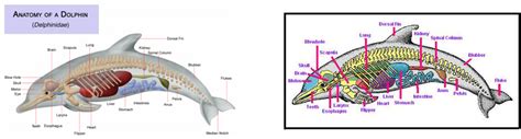 Image result for Zebra Optimization Algorithm