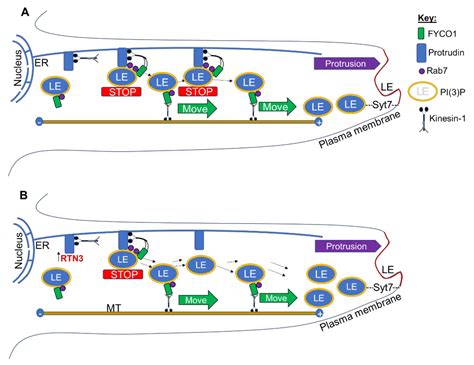 Overexpression of Reticulon 3 Enhances CNS Axon Regeneration and ...