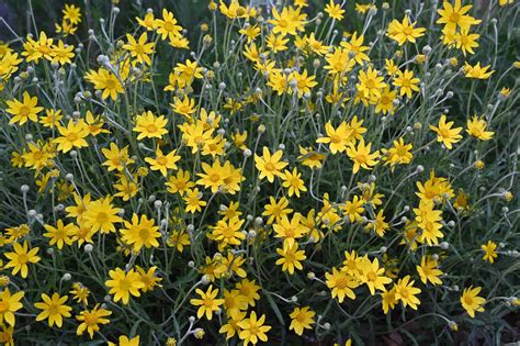 Oregon Sunshine - The Plant Native