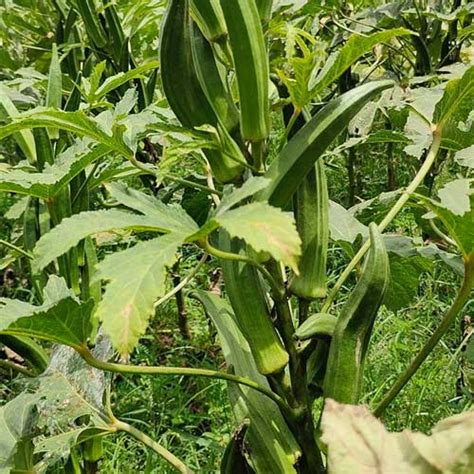 Buy Ladies Finger Parbhani Kranti Bhindi Okra Seeds – High Yield, Year ...