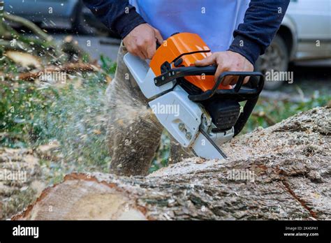 Image result for Chainsaw Tree Fall