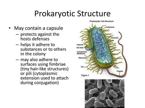 Image result for Course Prokaryotes