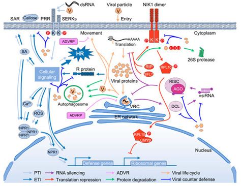 The Tug-of-War between Plants and Viruses: Great Progress and Many ...
