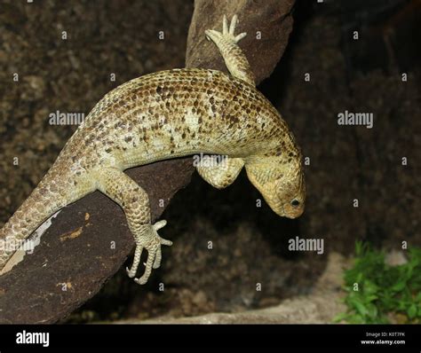 Solomon Islands skink (Corucia zebrata), a.k.a. prehensile-tailed skink ...