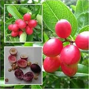 MITU Rare Karonda Cherry Fruit, Koromcha Air Layered Plant "Special ...