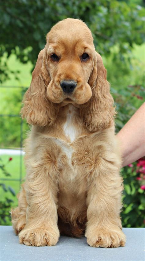 English Cocker Spaniel Puppies Puppies Available In Scotland Paws