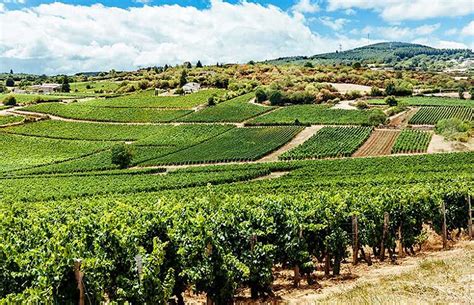 Guide du vin - définition des appellations dans le monde du vin