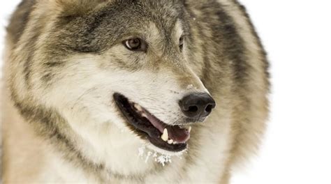 为什么狗会摆出笑容，狼却不会？这得从3万年前狗的进化开始说起_探秘志