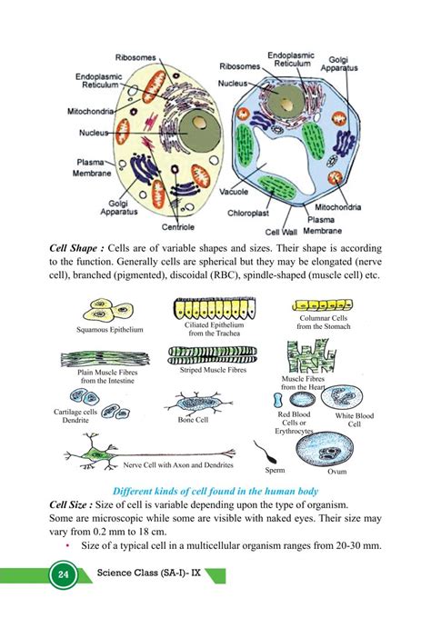 Image result for Class 9th Science Chapter 5 Cell Explanation