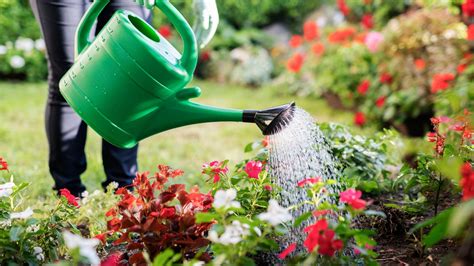 Plant Watering Techniques at Jackson Ribush blog