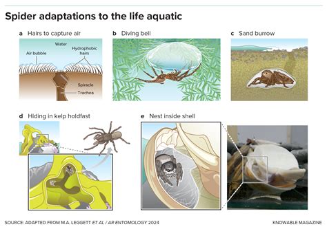 They Swim and They Spin: Meet the Aquatic Spiders - The Wire