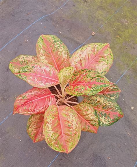 Aglaonema Platinum Carat : Buy Plant Online In India – Growcerys