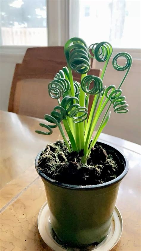 Unique Spiral Albuca Plant (Frizzle Sizzle) - Eye-Catching Indoor Decor ...