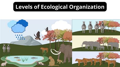 Producers - Definition, Types, Examples - Biology Notes Online