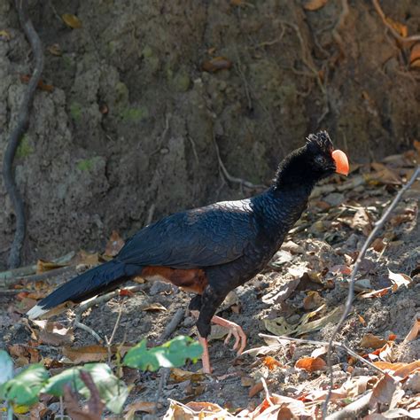 July 2022 - razor-billed curassow and Milky Way vire from … | Flickr