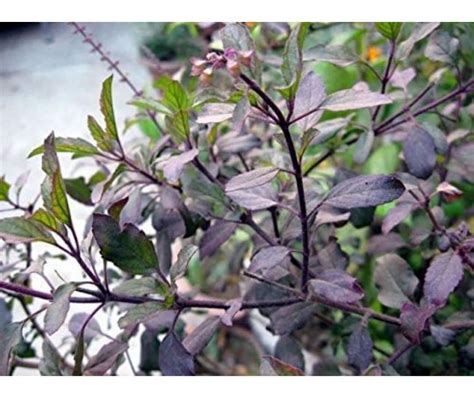 Live Root Real Ayurvedic Shyama Tulsi Plant Red Tulsi Live Plant (With ...