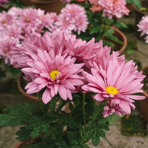7 plants that repel spiders - indoor and outdoor options | Ideal Home
