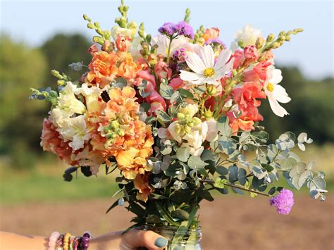 Pick Your Own Flowers at Ward's Berry Farm [07/10/25]
