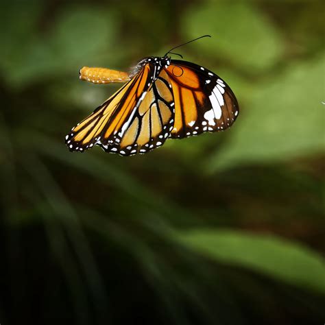 Download wallpaper 3415x3415 clipper, butterfly, macro, wings ipad pro ...