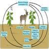 explain nitrogen cycle , carbon cycle, oxygen cycle - Brainly.in