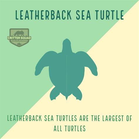 Sea Turtle Types 的图像结果