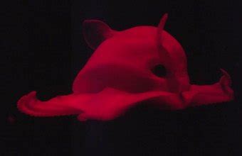 Squid Ink Pasta 的图像结果