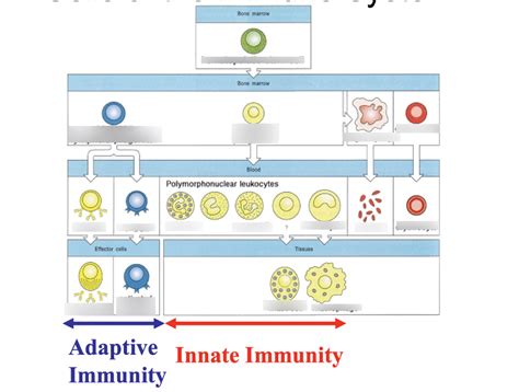 Image result for Lymphocyte Precursor