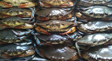 Home | Mt. Kisco Seafood