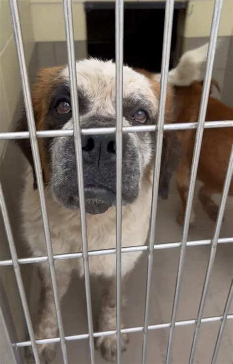 Betty Lou needs a hero! (Riverside, ca) : r/National_Pet_Adoption