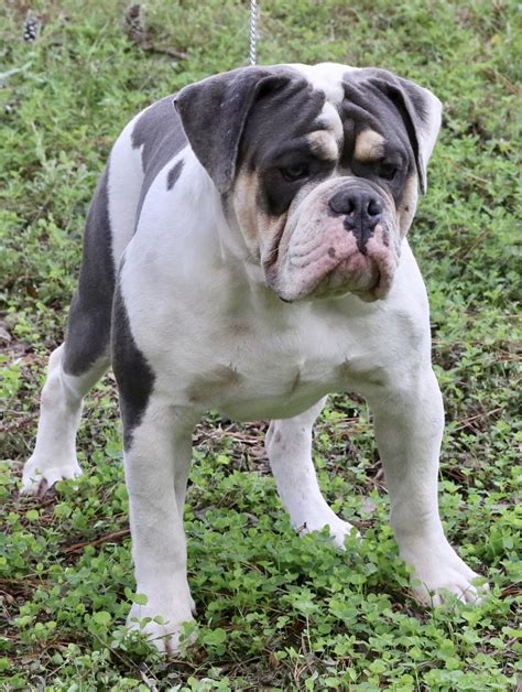 Old English Bulldog Tail at James Marts blog