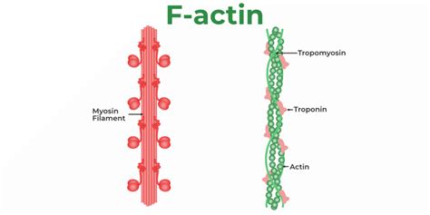 Image result for Actin Polymerization Process