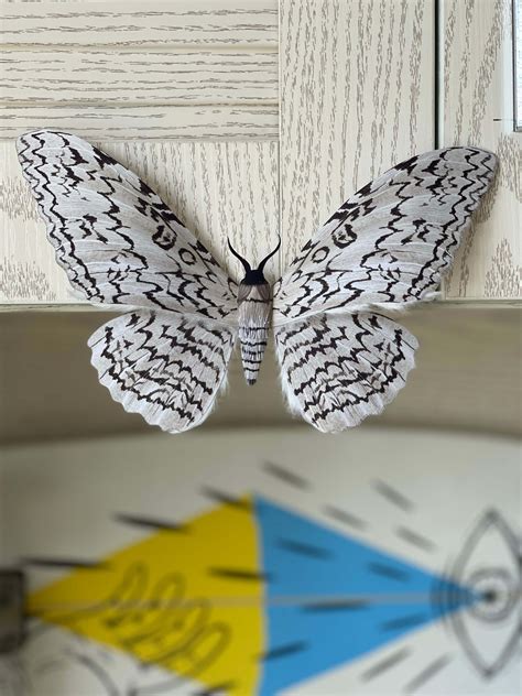 Paper Moth – Elka Yang