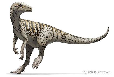 最早的恐龙之一艾雷拉龙_龙的