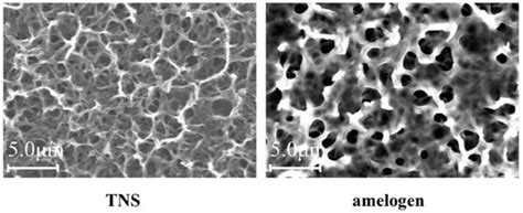 Effect of Amelogenin Coating of a Nano-Modified Titanium Surface on ...