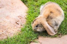 Image result for Opal Holland Lop