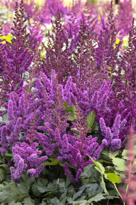 Best Plants For Full Shade Ontario at Ella Speer blog