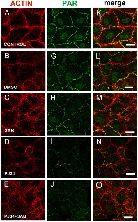 Par Color Development Principle 的图像结果