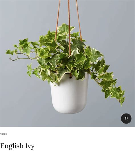English Ivy | Hanging Plants | Garden Ivy
