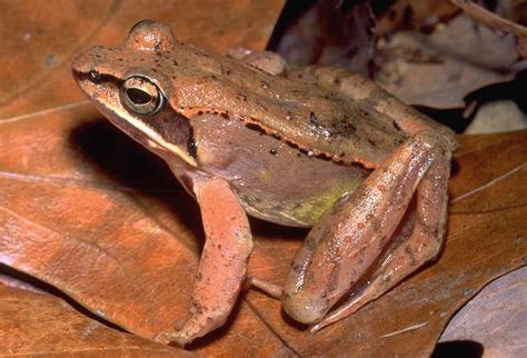 Image result for Alaskan Tree Frog