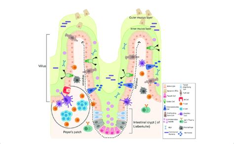 Image result for Small Intestine Epithelial Cells