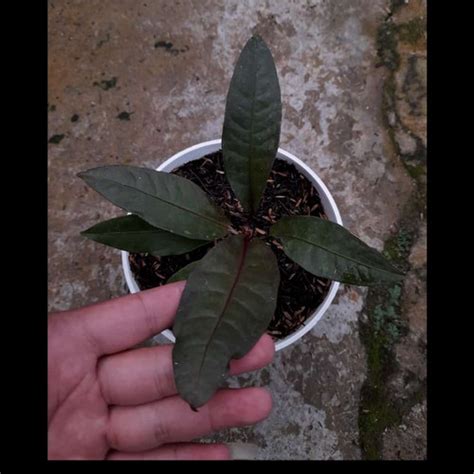 Jual anthurium black reflexinervium ( barang mewah ) koleksian (langka ...