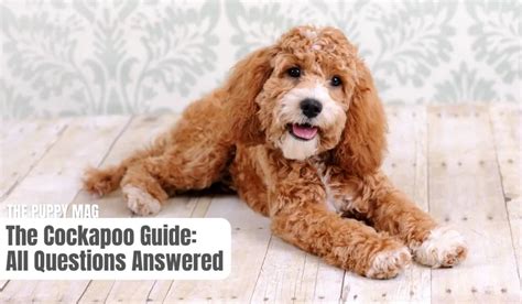 Image result for Cockapoo Terrier Mix