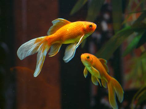 Goldfish Care Guide - Easy & Beginners-friendly