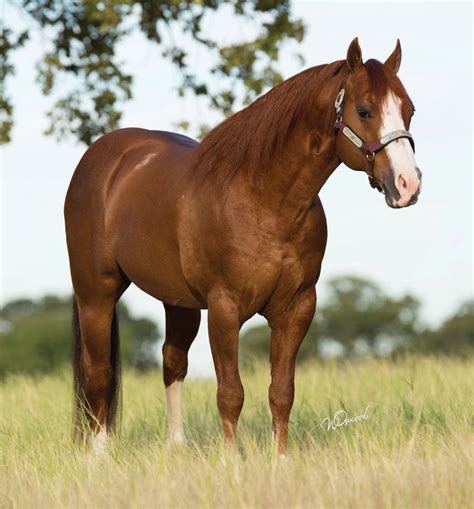 Weight Of Quarter Horse at Troy Jenkins blog