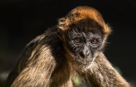 South American Spider Monkey Spider Monkeys, Facts And Photos