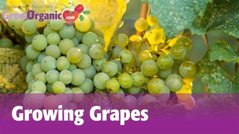 Grapevine Tutorial 的图像结果