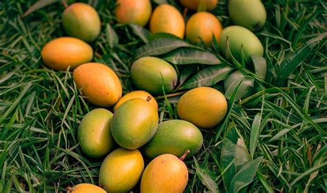 MangoMe — Fresh Mango Delivery in Hyderabad | Farm-Fresh Alphonso & More